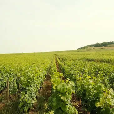Week end Gastronomique en région Bourgogne