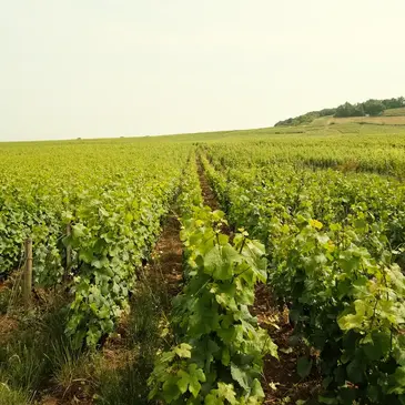 Week end Gastronomique proche Chambolle-Musigny