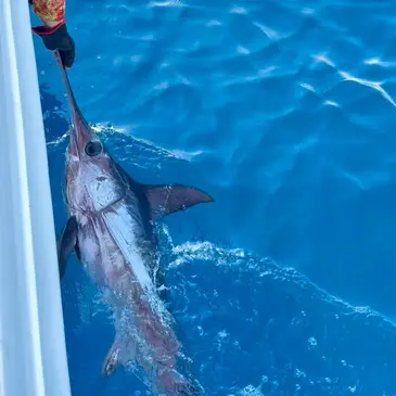 Pêche au gros, département Gard Pêche au gros, département Gard