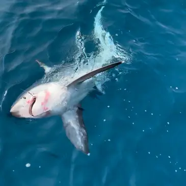 Pêche au gros en région Languedoc-Roussillon Pêche au gros en région Languedoc-Roussillon