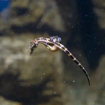 Snorkeling en région Bretagne