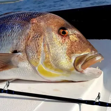 Calvi, Haute Corse (2B) - Pêche au gros