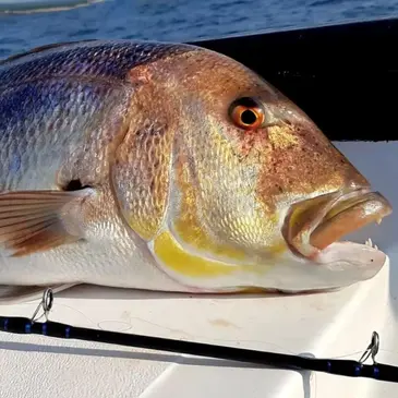 Pêche au gros, département Haute Corse Pêche au gros, département Haute Corse