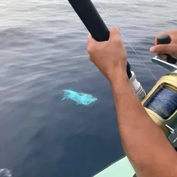 Pêche au gros, département Aude