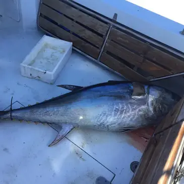 Aude (11) Languedoc-Roussillon - Sport Aquatique