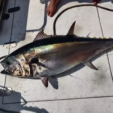 Port Leucate, Aude (11) - Pêche au gros