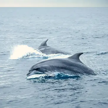 Sortie en Mer à la rencontre des Dauphins à Port Leucate