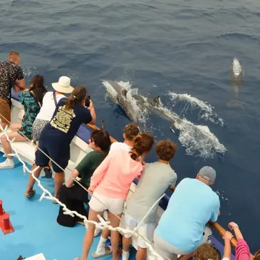 Balade en Bateau pour voir les Dauphins, département Aude