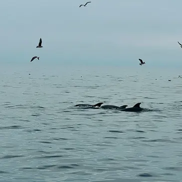 Balade en Bateau pour voir les Dauphins en région Languedoc-Roussillon
