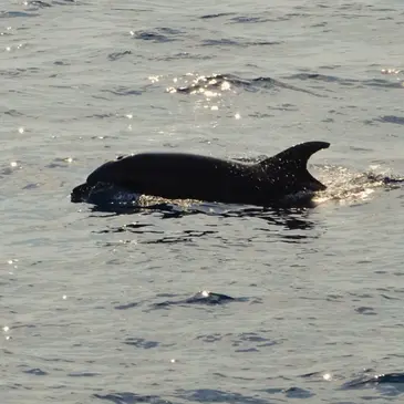 Aude (11) Languedoc-Roussillon - Sport Aquatique Aude (11) Languedoc-Roussillon - Sport Aquatique