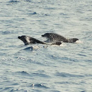 Port Leucate, Aude (11) - Balade en Bateau pour voir les Dauphins