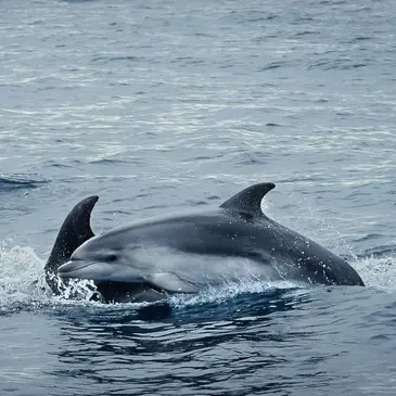 Sortie en Mer à la rencontre des Dauphins à Port Leucate en région Languedoc-Roussillon