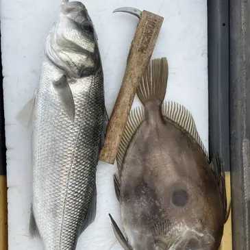 Audierne, Finistère (29) - Pêche au gros