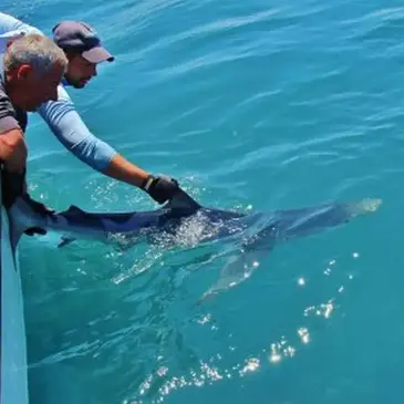 Pêche au gros proche Audierne Pêche au gros proche Audierne