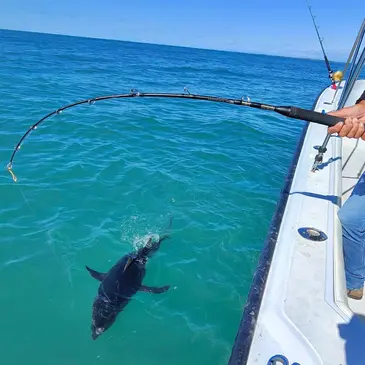 Pêche au gros en région PACA et Corse Pêche au gros en région PACA et Corse