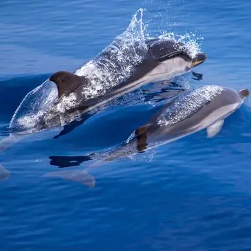 Sortie en Mer à la rencontre des Dauphins à Villefranche-sur-Mer