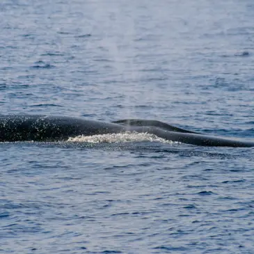 Villefranche-sur-Mer, Alpes Maritimes (06) - Balade en Bateau pour voir les Dauphins