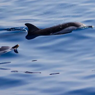Sortie en Mer à la rencontre des Dauphins à Villefranche-sur-Mer en région PACA et Corse Sortie en Mer à la rencontre des Dauphins à Villefranche-sur-Mer en région PACA et Corse