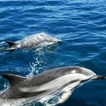 Sortie en Mer en Catamaran à la rencontre des Dauphins à Hendaye