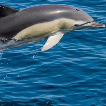 Balade en Bateau pour voir les Dauphins en région Aquitaine