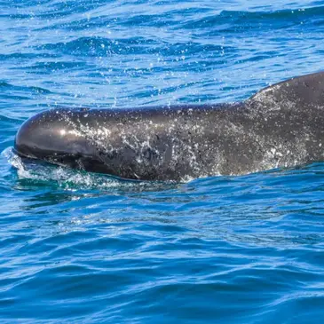 Hendaye, Pyrénées atlantiques (64) - Balade en Bateau pour voir les Dauphins