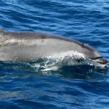 Balade en Bateau pour voir les Dauphins proche Hendaye Balade en Bateau pour voir les Dauphins proche Hendaye