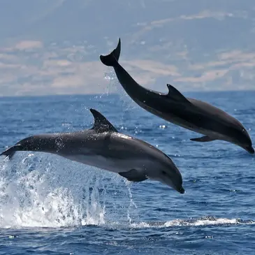 Sortie en mer à la rencontre avec les Dauphins à Sète