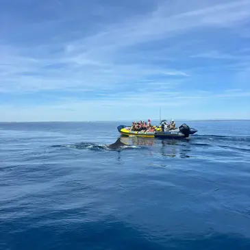 Balade en Bateau pour voir les Dauphins, département Hérault Balade en Bateau pour voir les Dauphins, département Hérault