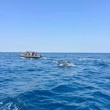 Balade en Bateau pour voir les Dauphins en région Languedoc-Roussillon Balade en Bateau pour voir les Dauphins en région Languedoc-Roussillon
