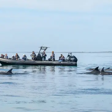 Sortie en Mer et observation de dauphins à Camaret-sur-Mer