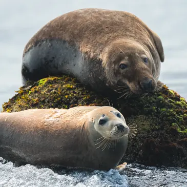 Balade en Bateau pour voir les Dauphins, département Finistère Balade en Bateau pour voir les Dauphins, département Finistère