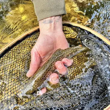 Saint-Thégonnec, à 15 min de Morlaix, Finistère (29) - Pêche au gros