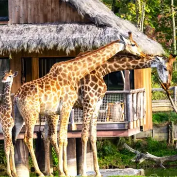 Dormir avec les Girafes au Parc Planète Sauvage près de Nantes