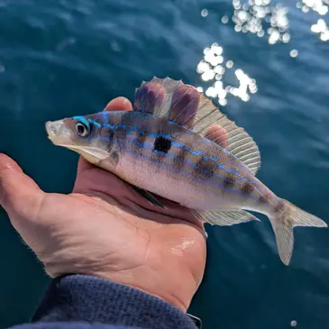 Pêche Côtière à Frontignan en région Languedoc-Roussillon Pêche Côtière à Frontignan en région Languedoc-Roussillon