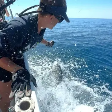 Frontignan, Hérault (34) - Pêche au gros