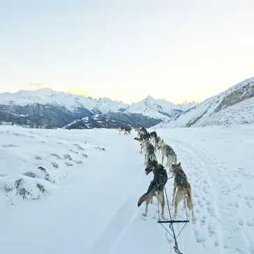 Chien de Traîneau, département Hautes pyrénées