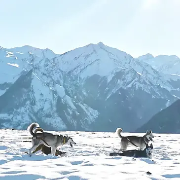 Chien de Traîneau en région Midi-Pyrénées