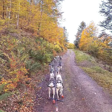 Chien de Traîneau en région Midi-Pyrénées Chien de Traîneau en région Midi-Pyrénées