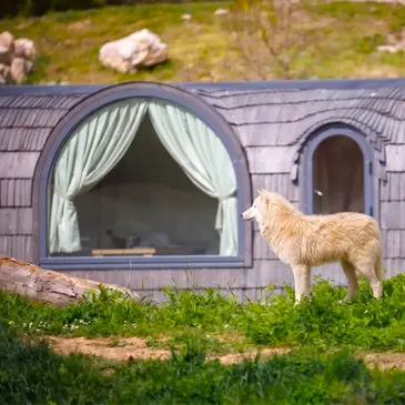 Dormir avec les Loups au Zoo de Thoiry Dormir avec les Loups au Zoo de Thoiry