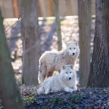 Dormir avec les Loups au Zoo de Thoiry en région Ile-de-France