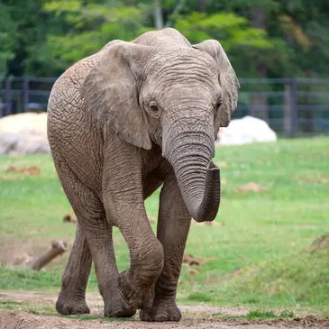 Dormir avec les Éléphants au Zoo de Thoiry Dormir avec les Éléphants au Zoo de Thoiry