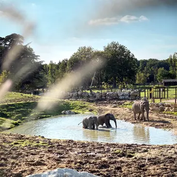 Dormir avec les Éléphants au Zoo de Thoiry en région Ile-de-France