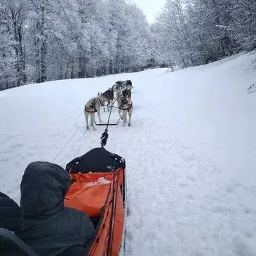 Chien de Traîneau proche Station de ski d'Hautacam