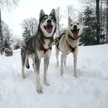 Randonnée en Chiens de Traîneau à Barèges en région Midi-Pyrénées