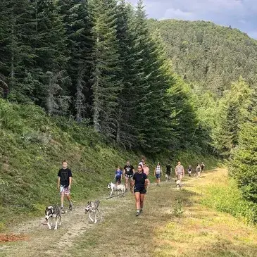 Chien de Traîneau, département Hautes pyrénées