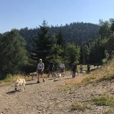 Station du Val d'Azun, Hautes pyrénées (65) - Chien de Traîneau