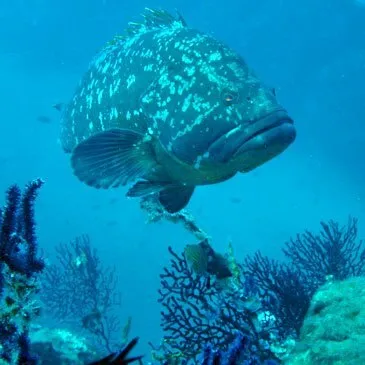 Baptême de plongée, département Var Baptême de plongée, département Var