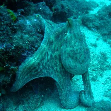 Var (83) PACA et Corse - Sport Aquatique Var (83) PACA et Corse - Sport Aquatique