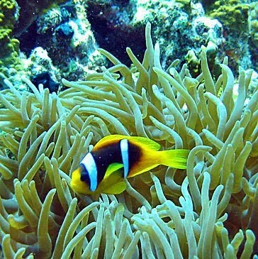 Var (83) PACA et Corse - Sport Aquatique Var (83) PACA et Corse - Sport Aquatique