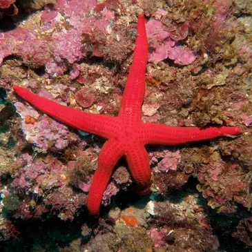 Baptême de plongée proche Fréjus Baptême de plongée proche Fréjus